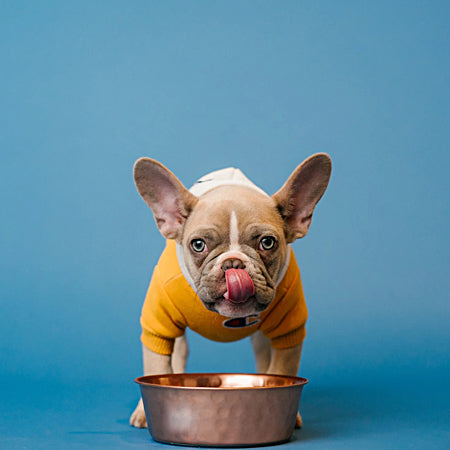 shop cbd for pet health | CBD Brand Review